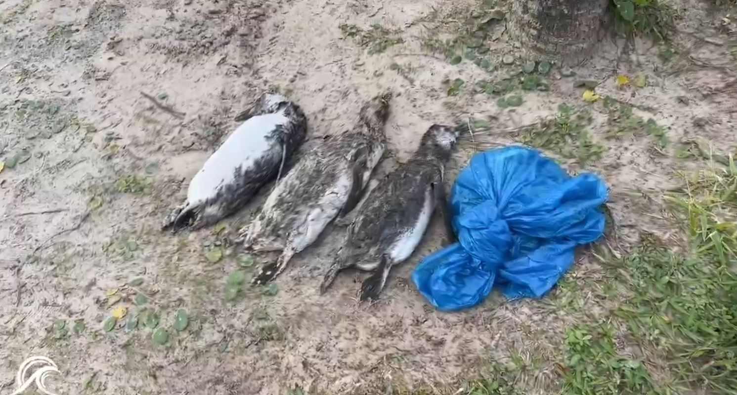 Três pinguins são encontrados mortos na Praia do Prosdócimo, em Guaratuba